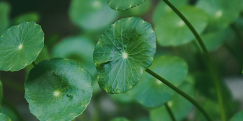 Centella Asiatica