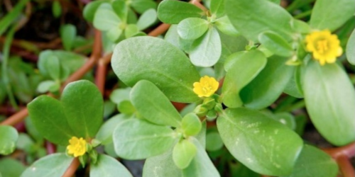 Portulaca Oleracea