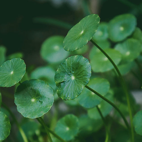 Heartleaf